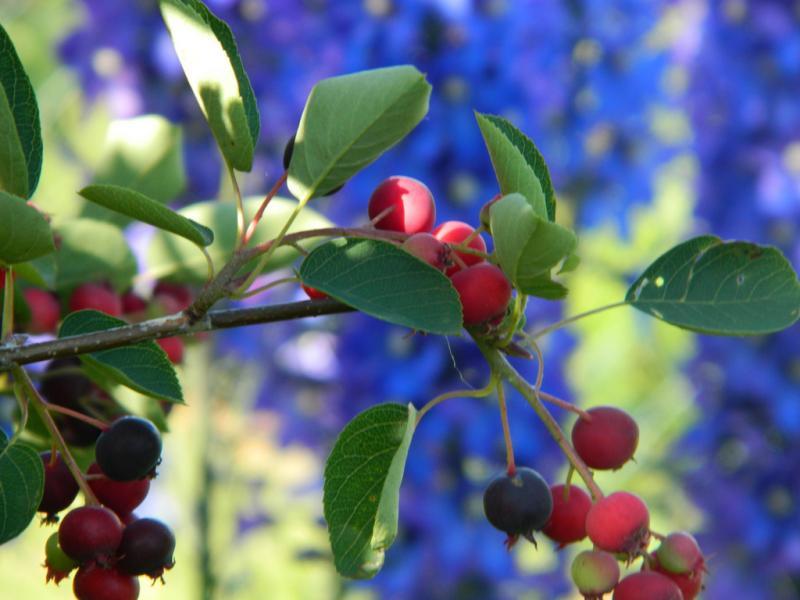 Irgi berries