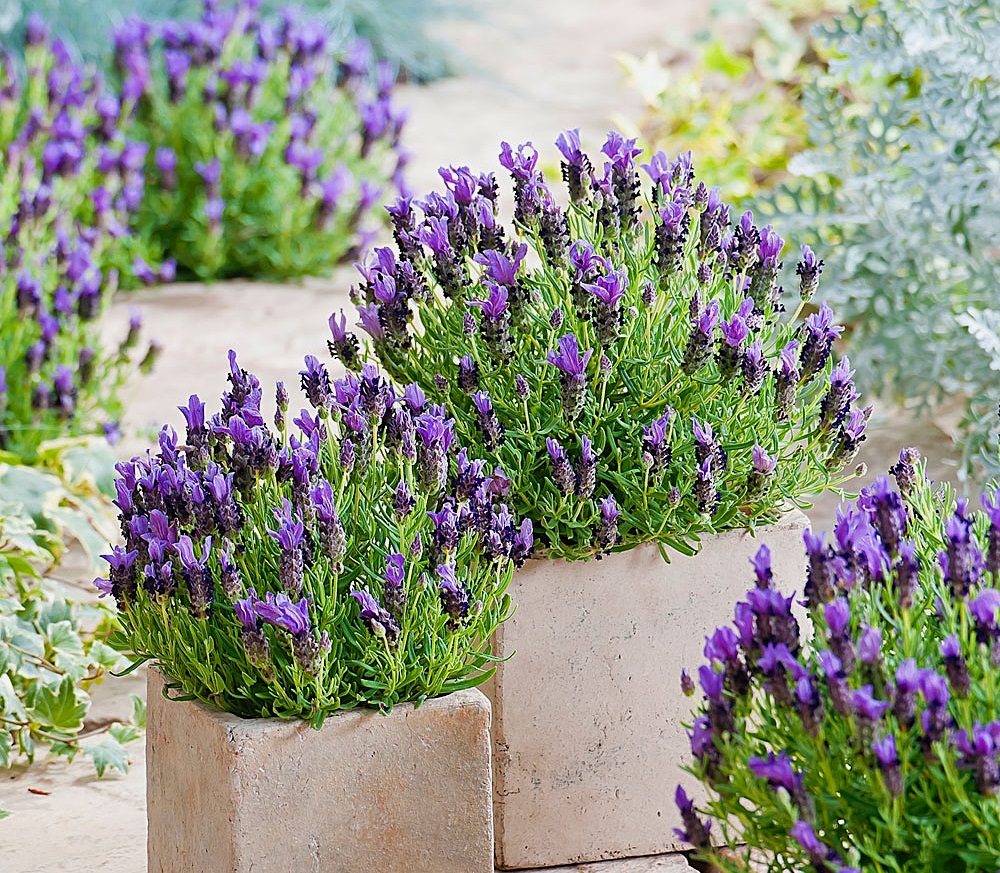Hoe je thuis lavendel uit zaden kunt laten groeien, en zorg