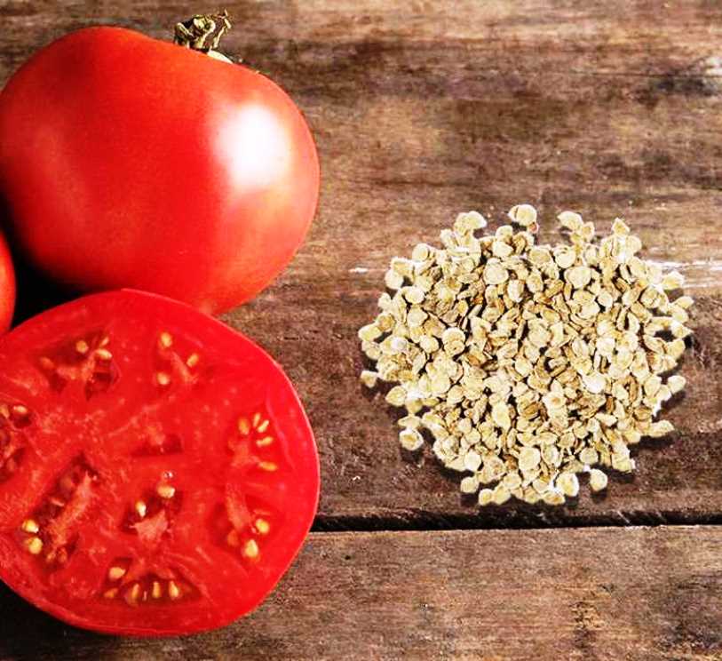 Etter hvor mange dager spirer tomatfrø, hva er holdbarheten deres og hvordan du kontrollerer spiring