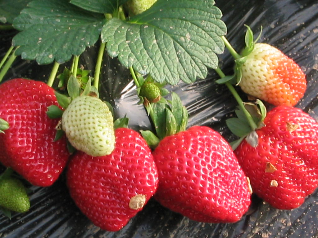 Как да храним градински ягоди: меню за кралицата на градината